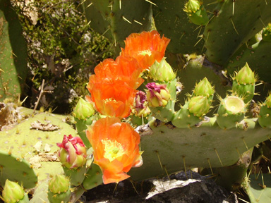 Pépinière Palmaris Opuntia engelmannii f. lindheimeri