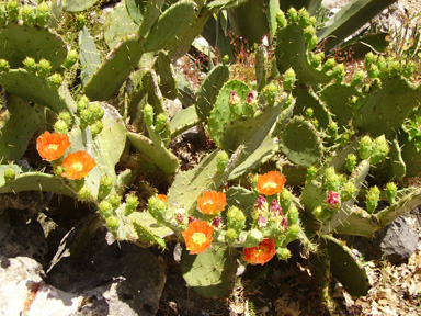 Pépinière Palmaris Opuntia engelmannii f. lindheimeri