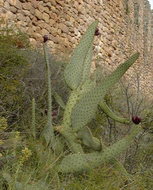 Pépinière Palmaris Opuntia engelmannii f. linguiformis