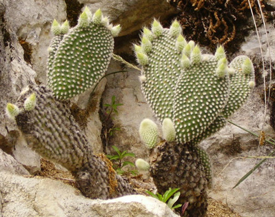 Pépinière Palmaris Opuntia microdasys pallida albispina