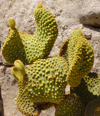 Pépinière Palmaris Opuntia microdasys pallida undulata