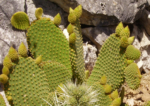 Pépinière Palmaris Opuntia microdasys pallida