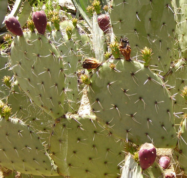 Pépinière Palmaris Opuntia phaeacantha major