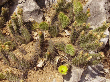 Pépinière Palmaris Opuntia polyacantha hystricina Memminger