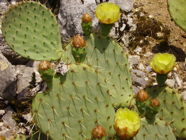 Pépinière Palmaris Opuntia engelmannii f. rastrera