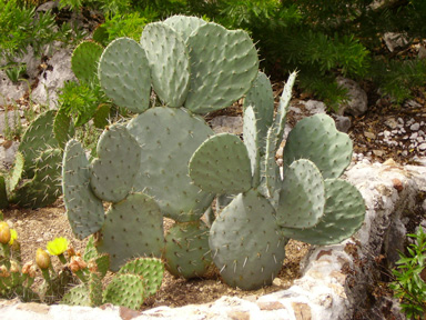 Pépinière Palmaris Opuntia robusta Belen