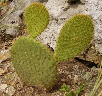 Pépinière Palmaris Opuntia scheerii