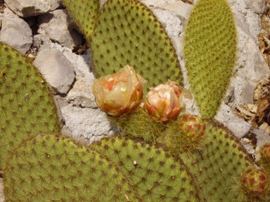 Pépinière Palmaris Opuntia scheerii