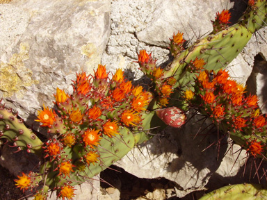 Pépinière Palmaris Opuntia stenopetala