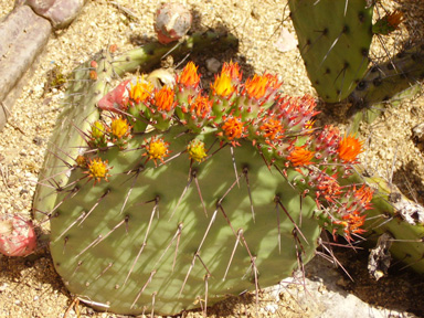 Pépinière Palmaris Opuntia stenopetala