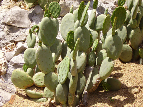 Pépinière Palmaris Opuntia tapona