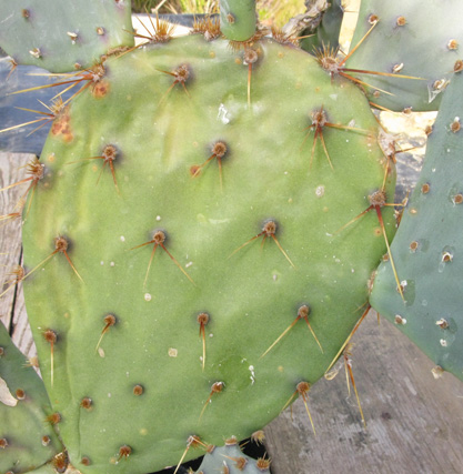 Pépinière Palmaris Opuntia aciculata