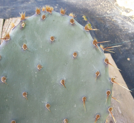 Pépinière Palmaris Opuntia aciculata