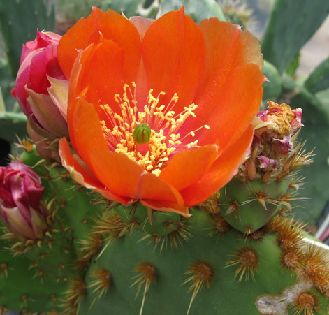 Pépinière Palmaris Opuntia aciculata orbiculata