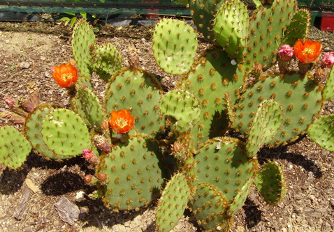 Pépinière Palmaris Opuntia aciculata orbiculata