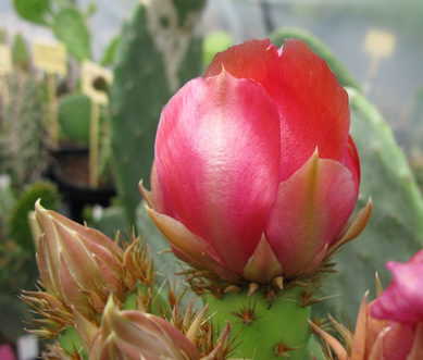 Pépinière Palmaris Opuntia aciculata orbiculata