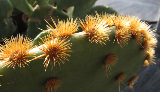 Pépinière Palmaris Opuntia aciculata orbiculata