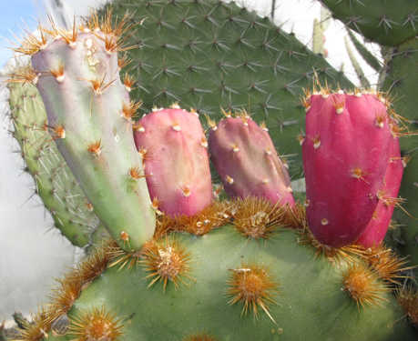 Pépinière Palmaris Opuntia aciculata orbiculata