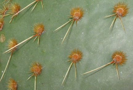 Pépinière Palmaris Opuntia aciculata orbiculata