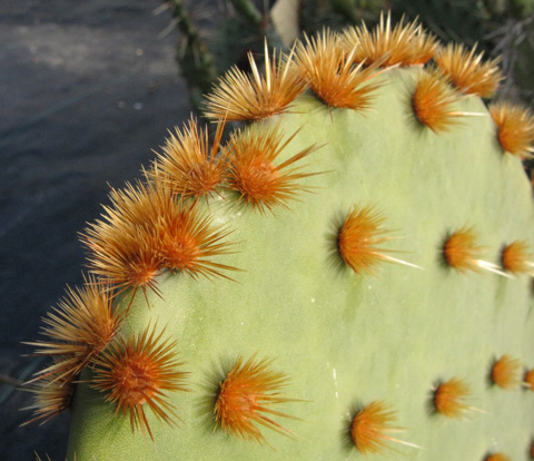 Pépinière Palmaris Opuntia aciculata orbiculata