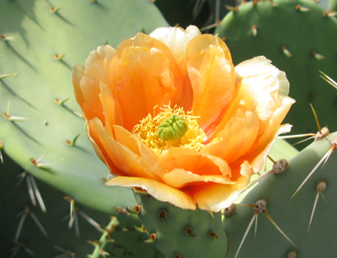 Pépinière Palmaris Opuntia engelmannii f. alta