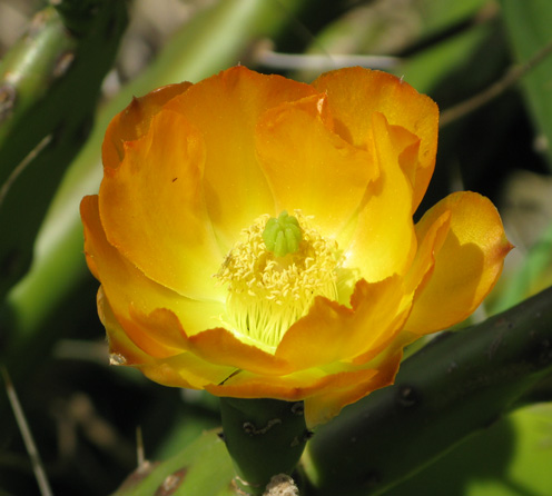 Pépinière Palmaris Opuntia anacantha