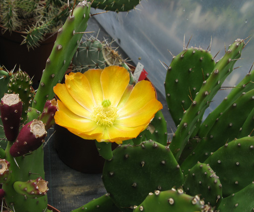 Pépinière Palmaris Opuntia anacantha