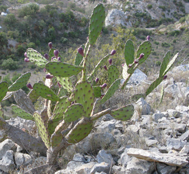 Pépinière Palmaris Opuntia anacantha