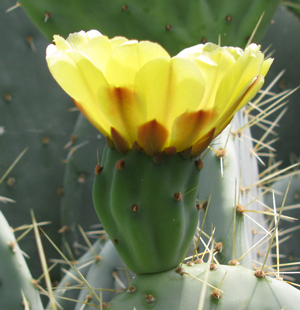 Pépinière Palmaris Opuntia phaeacantha angustata