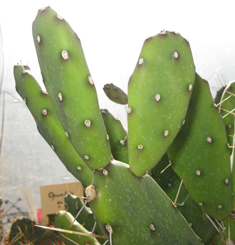 Pépinière Palmaris opuntia argentina