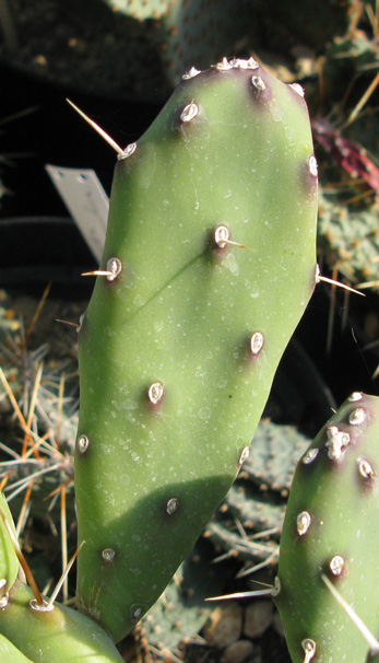 Pépinière Palmaris opuntia argentina