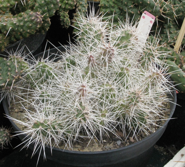 Pépinière Palmaris Opuntia armata