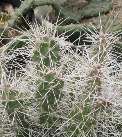 Pépinière Palmaris Opuntia armata