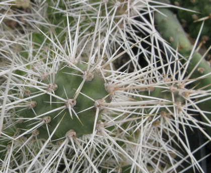 Pépinière Palmaris Opuntia armata