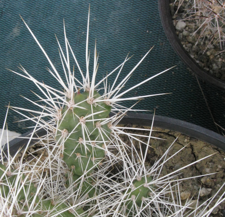 Pépinière Palmaris Opuntia armata