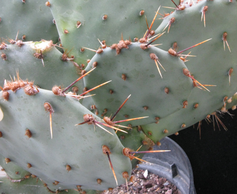 Pépinière Palmaris Opuntia atrispina