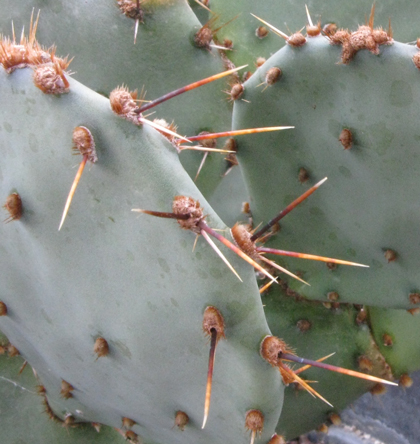 Pépinière Palmaris Opuntia atrispina