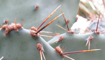 Pépinière Palmaris Opuntia atrispina