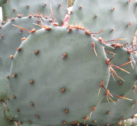 Pépinière Palmaris Opuntia atrispina