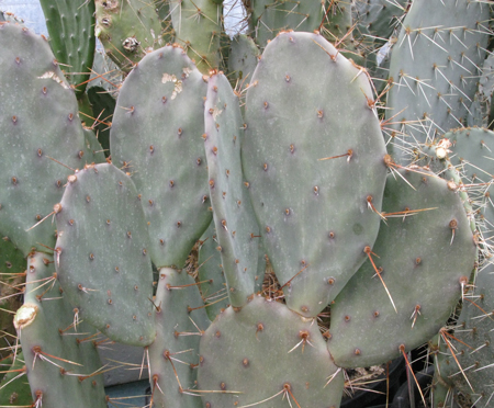 Pépinière Palmaris Opuntia aurantiaca