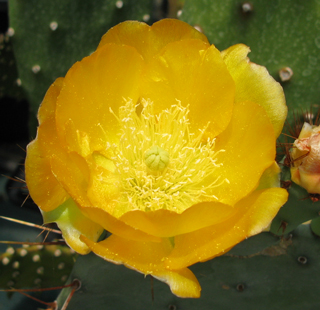 Pépinière Palmaris Opuntia aurantiaca