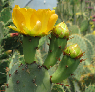 Pépinière Palmaris Opuntia aurantiaca