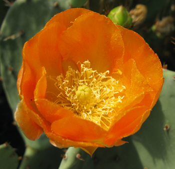 Pépinière Palmaris Opuntia aurantiaca