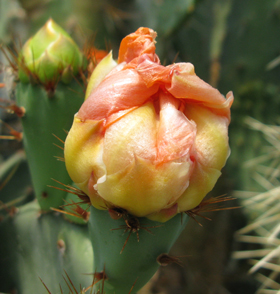 Pépinière Palmaris Opuntia aurantiaca