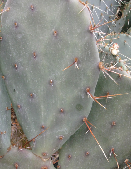 Pépinière Palmaris Opuntia aurantiaca