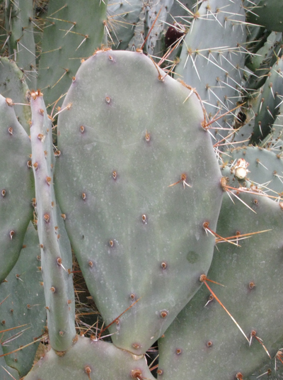 Pépinière Palmaris Opuntia aurantiaca