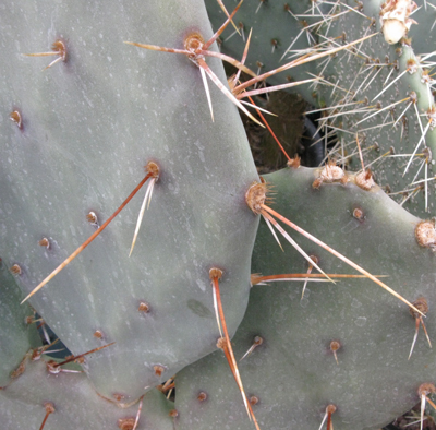 Pépinière Palmaris Opuntia aurantiaca