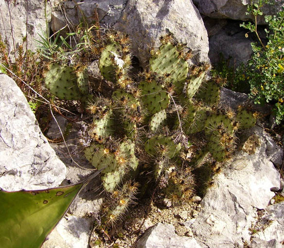 Pépinière Palmaris opuntia aureispina