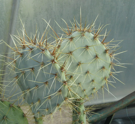 Pépinière Palmaris opuntia aureispina