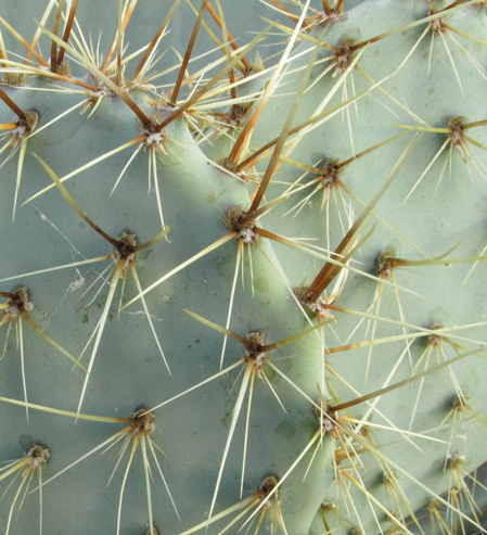 Pépinière Palmaris opuntia aureispina